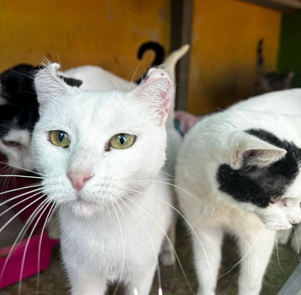 Animal rescatado feliz