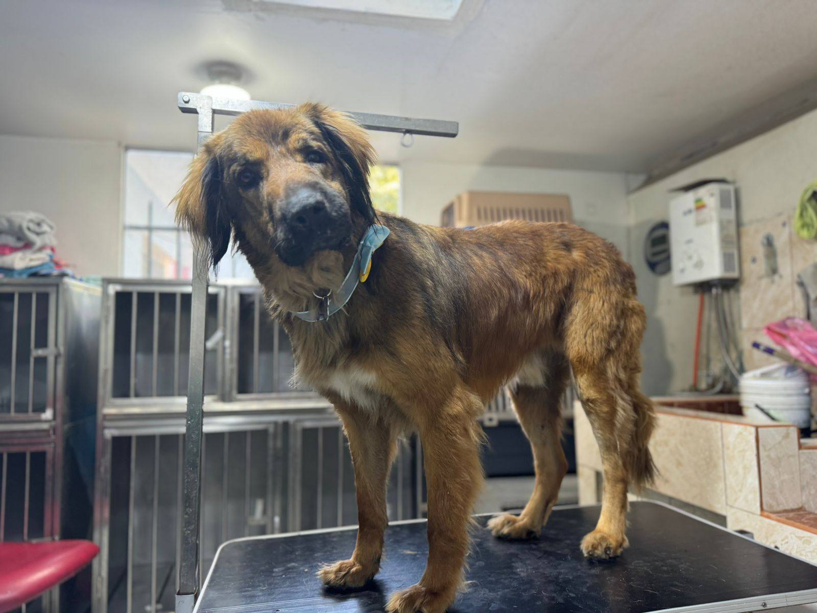 Atención veterinaria