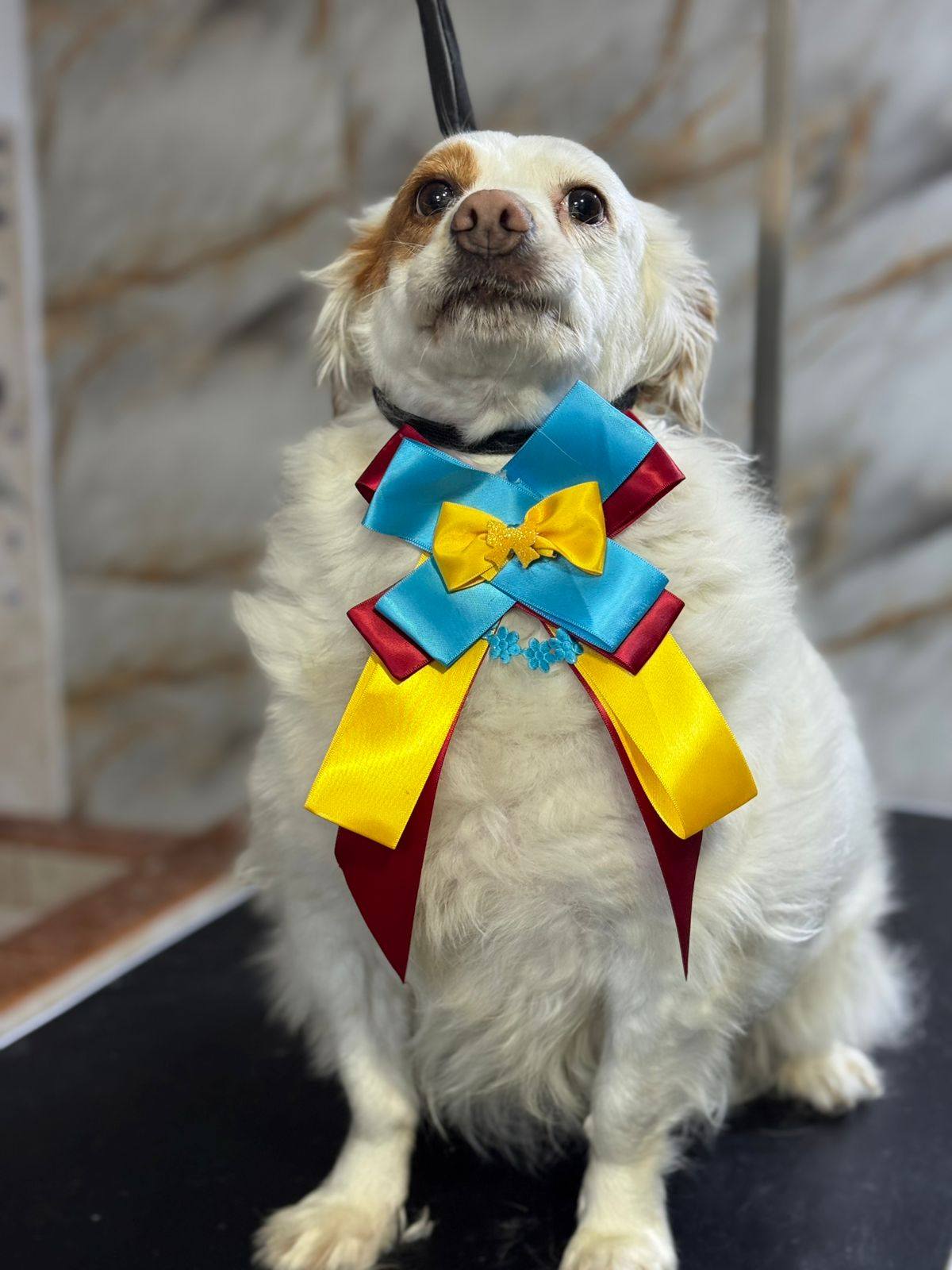 Veterinario revisando a un perro