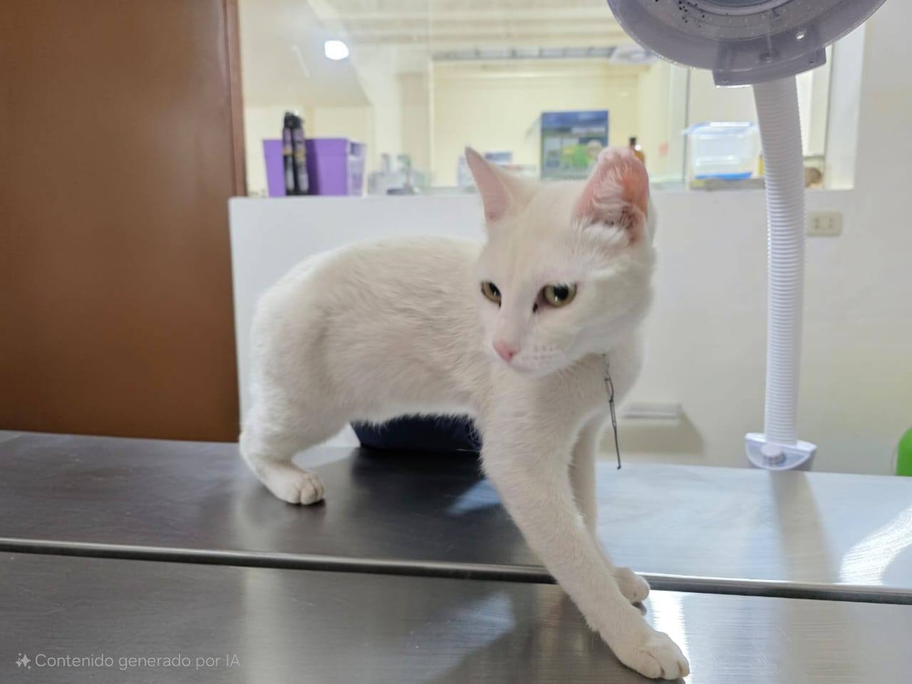 Campaña de esterilización