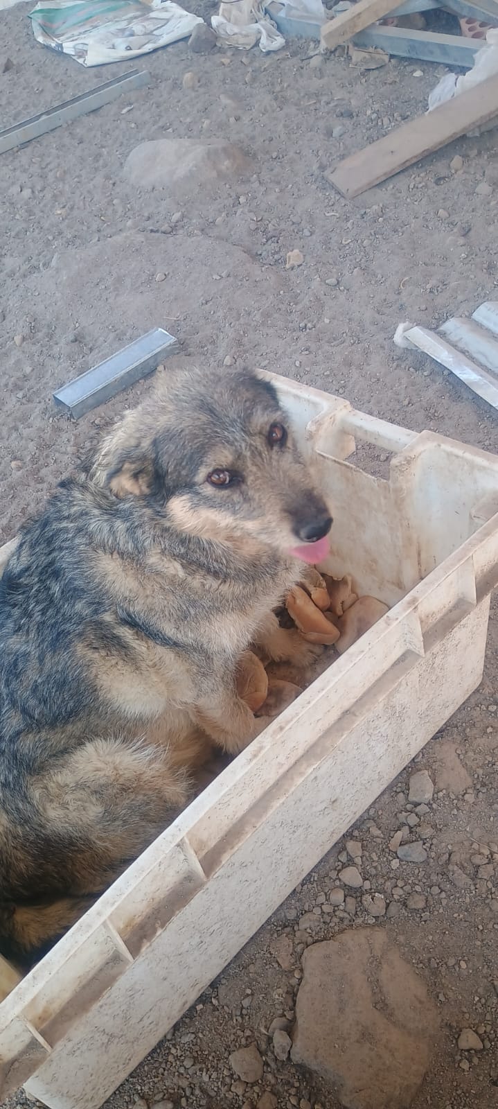 Perro descansando cómodamente