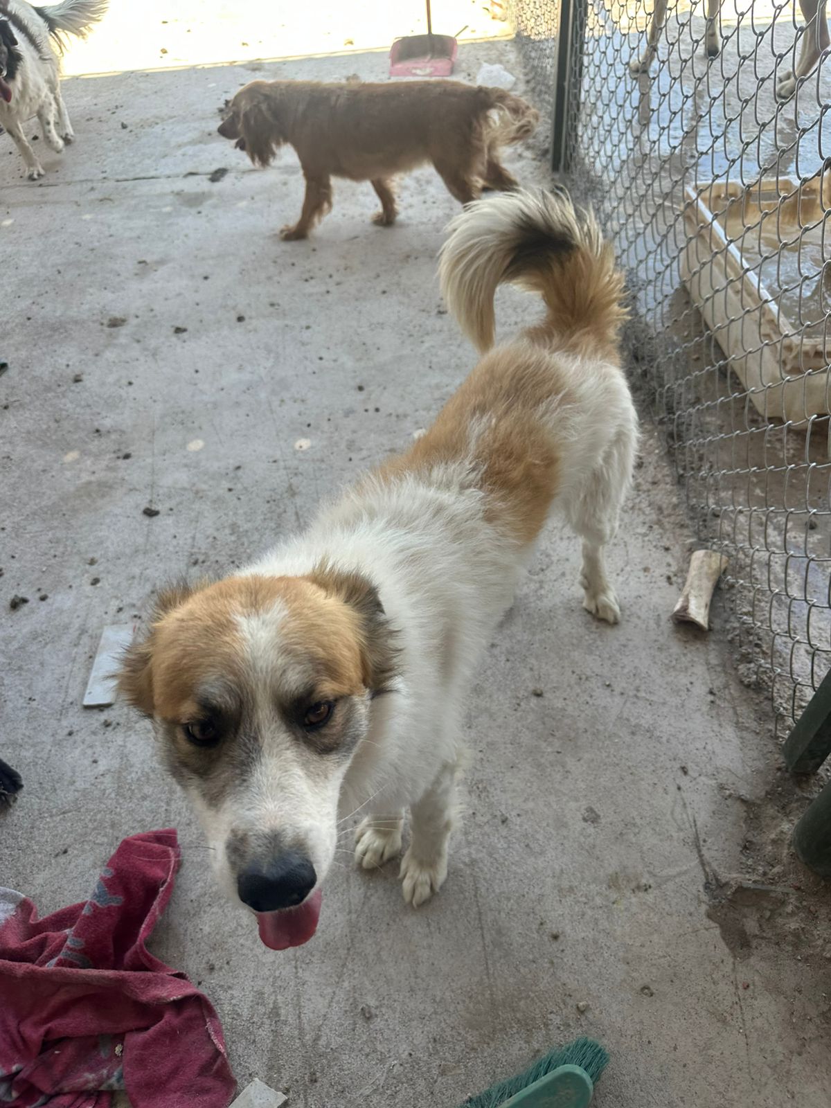 Voluntario paseando a un perro